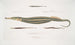 Syngnathe Carcé Pesce-tubo Syngnathus Carce 2 Syngnathe Pesce-tubo Bandato Syngnathus faciatus 3 Syngnathe Hardwicke Pesce-tubo Syngnathus Hardwickii - John Edward Gray — vista dell’opera