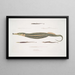 Syngnathe Carcé Pesce-tubo Syngnathus Carce 2 Syngnathe Pesce-tubo Bandato Syngnathus faciatus 3 Syngnathe Hardwicke Pesce-tubo Syngnathus Hardwickii - John Edward Gray — quadro incorniciato alla parete
