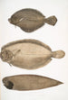 Plie chinoise Platessa Chinensis 2 Plie du Dr Russell Platessa Russellii 3 Soglio senza pinne a linee corte Plagusia abbreviata Cina - John Edward Gray — vista dell’opera