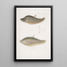 Chitala Mystus Mystus Chitala 2 Kapirat Mystus Mystus Kapirat - John Edward Gray — quadro incorniciato alla parete