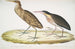 Heron cannella Ardea cinnamonea 1 Heron dal collo giallo Ardea flavicollis - John Edward Gray — vista dell’opera