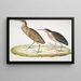 Heron cannella Ardea cinnamonea 1 Heron dal collo giallo Ardea flavicollis - John Edward Gray — quadro incorniciato alla parete