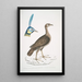 Francolin concentrique femmina Perdix concentrica 2 Pavo javanais Pavo muticus Tête - John Edward Gray — quadro incorniciato alla parete