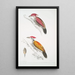 Pic cramoisi Picus mineatus 2 Pic indien à trois doigts Picus Tiga 3 Una testa di femmina - John Edward Gray — quadro incorniciato alla parete