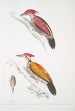 Pic cramoisi Picus mineatus 2 Pic indien à trois doigts Picus Tiga 3 Una testa di femmina - John Edward Gray — vista dell’opera