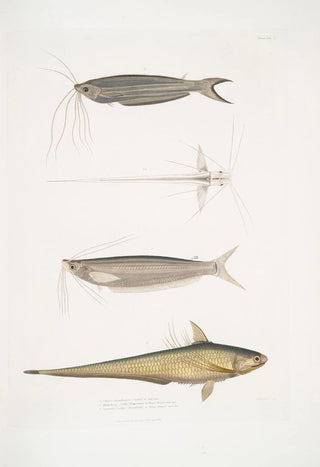 John Edward Gray - 1 Cuviers Acanthonotus Silurus Acanthonotus Cuvieri 2 Bengal Ailia Malapterus Ailia Bengalensis.webp