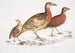 Cryptonyx ferrugineux Cryptonyx ferrugineus 2 Francolin à long bec Francolinus longinostris - John Edward Gray — vista dell’opera