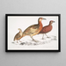 Cryptonyx ferrugineux Cryptonyx ferrugineus 2 Francolin à long bec Francolinus longinostris - John Edward Gray — quadro incorniciato alla parete