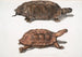 Tortue à dos plat Emys platynotha 2 Tortue terrestre épineuse Geoemyda spinosa - John Edward Gray — vista dell’opera