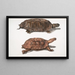 Tortue à dos plat Emys platynotha 2 Tortue terrestre épineuse Geoemyda spinosa - John Edward Gray — quadro incorniciato alla parete