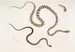 Gocool Dipsas Dipsus Dipsas Gocool 2 Lycodon à tête noire Lycodon melanocephalus - John Edward Gray — vista dell’opera