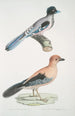 Geai gularis Garrulus gularis 2 Beau geai Garrulus ornatus Taille naturelle - John Edward Gray — vista dell’opera