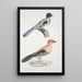 Geai gularis Garrulus gularis 2 Beau geai Garrulus ornatus Taille naturelle - John Edward Gray — quadro incorniciato alla parete