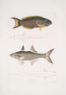 Julis de Hardwicke Julis Hardwickii 2 Poisson paradis à nageoires courtes Polynemus Teria - John Edward Gray — vista dell’opera