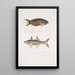 Julis de Hardwicke Julis Hardwickii 2 Poisson paradis à nageoires courtes Polynemus Teria - John Edward Gray — quadro incorniciato alla parete