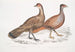 Polyplectron di Hardwicke, gallo Polyplectron hardwickii, Cina, Brit Museum 2. Francolino bai, Francolino a numerose speroni - John Edward Gray — vista dell’opera