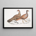 Polyplectron di Hardwicke, gallo Polyplectron hardwickii, Cina, Brit Museum 2. Francolino bai, Francolino a numerose speroni - John Edward Gray — quadro incorniciato alla parete