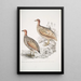 Francolin de Hepburn Perdix Hepburnii 2 Perdix Hepburnii var Pallida odypore - John Edward Gray — quadro incorniciato alla parete