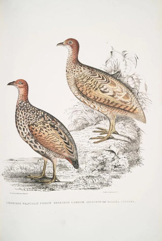 John Edward Gray - 1 Hepburns Francolin Perdix Hepburnii 2 Perdix Hepburnii var Pallida odypore.webp