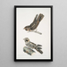 Engoulevent indien Caprimulgus Indicus 2 Engoulevent de Bombay Caprimulgus Asiaticus - John Edward Gray — quadro incorniciato alla parete