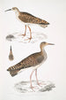 Bécasseau indien Totanus Indicus 2 Bécassine Bhegondee Bhegondic Limosa Hardwickii - John Edward Gray — vista dell’opera