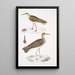 Bécasseau indien Totanus Indicus 2 Bécassine Bhegondee Bhegondic Limosa Hardwickii - John Edward Gray — quadro incorniciato alla parete