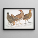 Poule javanaise Gallus furcatus 2 Poule de Lord Stanley Gallus stanleyi 3 Poule de Banks Gallus bankiva - John Edward Gray — quadro incorniciato alla parete