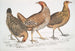 Poule javanaise Gallus furcatus 2 Poule de Lord Stanley Gallus stanleyi 3 Poule de Banks Gallus bankiva - John Edward Gray — vista dell’opera