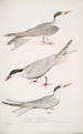 Sterne javanais Sterna Javanica 2 Sterne alleata Sterna similis 3 Sterne a ventre brun Sterna acuticauda - John Edward Gray — vista dell’opera