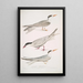 Sterne javanais Sterna Javanica 2 Sterne alleata Sterna similis 3 Sterne a ventre brun Sterna acuticauda - John Edward Gray — quadro incorniciato alla parete