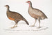 Polyplectron di Lady North Polyplectron pectrophora Polyplectron northi 2 Perdrige punteggiate Perdix punctulata - John Edward Gray — vista dell’opera