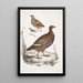 Perdrix Lerwa Perdix Lerwa 2 Caille à bec rouge Coturnix erythrorhyncha - John Edward Gray — quadro incorniciato alla parete