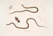 Élaps a schiena lineare Élaps dorsalis 2 Lycodon a macchie in catena Lycodon catenatus - John Edward Gray — vista dell’opera