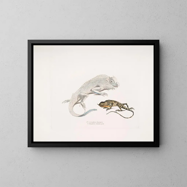 Lézard mit Lyraförmigem Kopf von Macgregor, Einhorn-Lizard von Stoddart, Ceylan - John Edward Gray — gerahmtes Bild an der Wand
