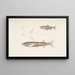 Carpe Morar Cyprinus Morar 2 Carpe Cora Cyprinus Cora - John Edward Gray — quadro incorniciato alla parete