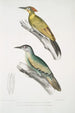 Pic du Népal Picus Nepaulensis 2 Pic à moustaches Picus barbatus - John Edward Gray — vista dell’opera