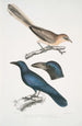 Geai à oreilles pâles Garrulus albifrons 2 Corbeau à gros bec Corvus macrorhynchus - John Edward Gray — vista dell’opera
