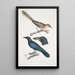 Geai à oreilles pâles Garrulus albifrons 2 Corbeau à gros bec Corvus macrorhynchus - John Edward Gray — quadro incorniciato alla parete