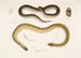 Penang Hypserina Hypserina Hardwickii 2. Serpente di mare in corsa di Hardwick, Lapemis Hardwickii - John Edward Gray — vista dell’opera