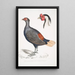 Faisan huppé à queue rousse Euplocomus erythrothalmus 2 Tête de faisan huppé argenté Euplocomus Nycthemerus - John Edward Gray — quadro incorniciato alla parete