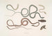 Serpente arboricolo a strisce laterali, Dendrophis lateralis 2. Dipsas rossastra, Dipsus Dipsas rubescens - John Edward Gray — vista dell’opera