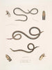 Calliophis grêle Calliophis gracilis 2 Maticora ligné Maticora lineata 3 Changulia à ventre blanc Changulia albiventer - John Edward Gray — vista dell’opera