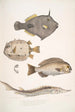 Monacanthe à épines Monacanthus Amanses Histrix 2 Poisson-coffre à nombreuses épines Ostracion Acarana auritus - John Edward Gray — vista dell’opera