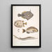 Monacanthe à épines Monacanthus Amanses Histrix 2 Poisson-coffre à nombreuses épines Ostracion Acarana auritus - John Edward Gray — quadro incorniciato alla parete