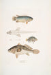 Anabas à branchies épineuses Anabas spinosus 2 Coius à deux taches Coius binotatus 3 Scina tachetée Scina maculata - John Edward Gray — vista dell’opera