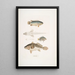 Anabas à branchies épineuses Anabas spinosus 2 Coius à deux taches Coius binotatus 3 Scina tachetée Scina maculata - John Edward Gray — quadro incorniciato alla parete