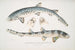 Requin barbu tacheté Scyllum maculatum India Mus Brit 2 Requin barbu ornato Scyllum ornatum - John Edward Gray — vista dell’opera