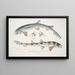 Requin barbu tacheté Scyllum maculatum India Mus Brit 2 Requin barbu ornato Scyllum ornatum - John Edward Gray — quadro incorniciato alla parete