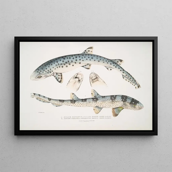 John Edward Gray - 1 Spotted Bearded Shark Scyllum maculatum India Mus Brit 2 Ornamented Bearded Shark Scyllum ornatum.webp