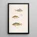 Pterapon à trois bandes Pterapon trivittatus 2 Bedula nuageux Bedula nebulosus 3 Bedula de Hamilton Bedula Hamiltonii - John Edward Gray — quadro incorniciato alla parete